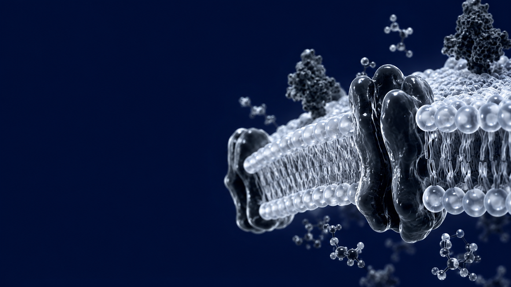 3D render of a cell membrane — lipid bilayer with embedded membrane proteins on a navy background