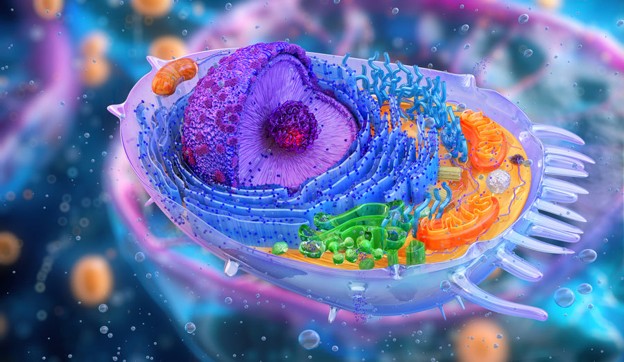 Inside the cell — Lipid Replacement 101